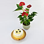 Sugar Free White Forest Cake with Plant
