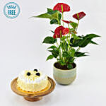 Sugar Free White Forest Cake and Plant