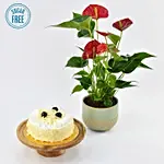 Sugar Free White Forest Cake and Plant