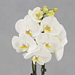 Dual Stem White Orchid in Gold Planter