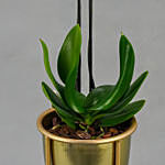 Dual Stem White Orchid in Gold Planter