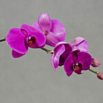 Purple Orchid in Premium Vase