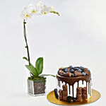 Delicious Choco Vanilla Cake with Plant
