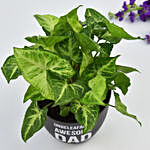Unbeleafably Awesome Dad Syngonium Plant