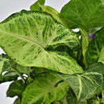 Unbeleafably Awesome Dad Syngonium Plant