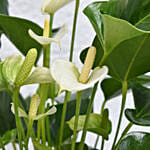 Love you Dad Anthurium Plant