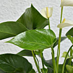 Love you Dad Anthurium Plant