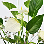 White Anthurium Plant and Carnations