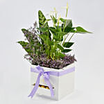 Anthurium Plant Arrangement