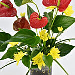 Red Anthurium Plant With Flowers