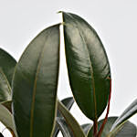 Small Ficus Robusta Plant