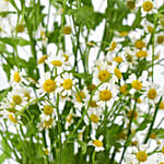 Chamomile Flowers in Premium Vase