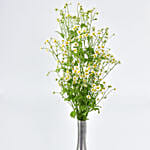 Chamomile Flowers in Premium Vase