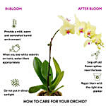 Yellow Ochid with Premium Vase