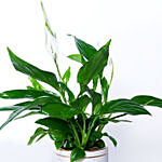 Peace lily In Beautiful Planter