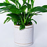 Peace lily In Beautiful Planter