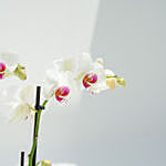 4 Stem Pink Lips Holland Orchid