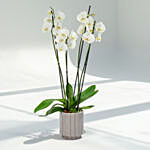 4 Stems White Holland Orchid in Groove Planter