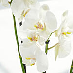 4 Stems White Holland Orchid in Groove Planter