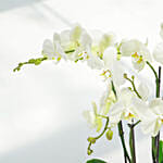 6 Stems White Waves Holland Orchid