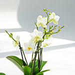 8 Stems Mini Holland White Ochid in Premium Pot