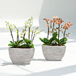 12 Stems Mini Holland Orchid Collection