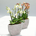 12 Stems Mini Holland Orchid Collection
