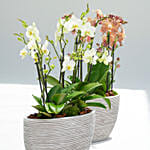 12 Stems Mini Holland Orchid Collection
