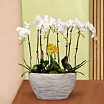 12 Stems Mini Holland Orchid in Bowl Planter