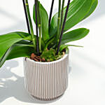 12 Stems White Holland Orchid in Groove Planter