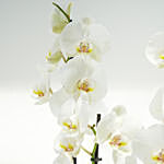 12 Stems White Holland Orchid in Groove Planter