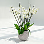 12 Stems White Holland Orchid in Premium Planter