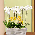 16 Stems Holland Orchid in Premium Diamond Textured Planter
