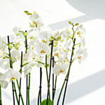 16 Stems Holland Orchid in Premium Diamond Textured Planter