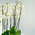 16 Stems Holland Orchid in Premium Diamond Textured Planter