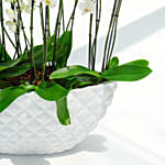 24 Stems Holland Orchid in Premium Diamond Textured Planter