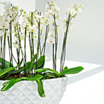 24 Stems Holland Orchid in Premium Diamond Textured Planter