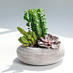 An Odde to Cactus and Succulents Beauty