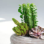 An Odde to Cactus and Succulents Beauty