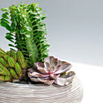 An Odde to Cactus and Succulents Beauty