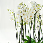 Big and Mini White Holland Orchids in Premium Planters
