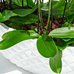 Big and Mini White Holland Orchids in Premium Planters