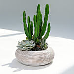 Cactus and Succulents Dish Garden in Premium Planter