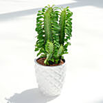Euphorbia Trigona in Premium Planter