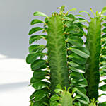 Euphorbia Trigona in Premium Planter