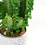 Euphorbia Trigona in Premium Planter