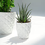 Euphorbia Trigona with Cactus and Haworthia