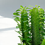 Euphorbia Trigona with Cactus and Haworthia