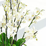 Holland Orchid 12 Stemd in Premium Planter
