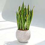 Holland Sanservieria Plant in Premium Planter